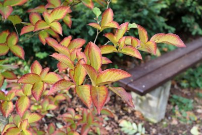 Stewartia pseudocamellia - stewartie kaméliovitá - listy podzim